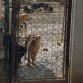 Shar pei. Ahora tiene unos 8 meses aprox.